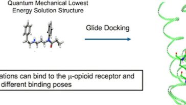 La mécanique quantique et la dynamique moléculaire révèlent des complexités de liaison aux opioïdes