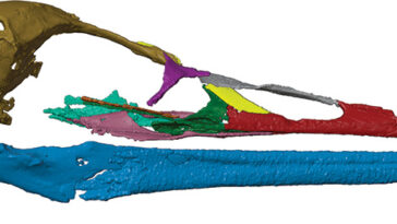 Une reconstruction numérique d'un nouveau crâne fossile censé appartenir à Vegavis Iaai.