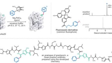 La réaction médiée par le palladium permet l'ingénierie de précision des peptides et des protéines