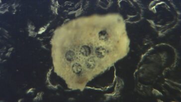 La structure à double couche de l'organisme marin ancien révèle les environnements océaniques passés et actuels