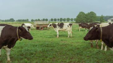 Le Royaume-Uni doit apporter de grands changements à son régime alimentaire, à l