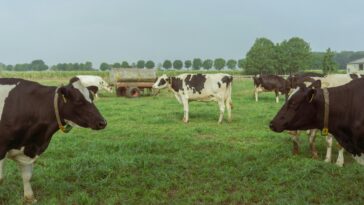 Le Royaume-Uni doit apporter de grands changements à son régime alimentaire, à l'agriculture et à l'utilisation des terres pour frapper Net Zero