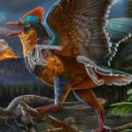 Le dinosaure à plumes de la taille d'une caille peut être le premier oiseau connu