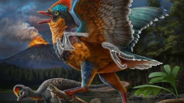 Le dinosaure à plumes de la taille d'une caille peut être le premier oiseau connu