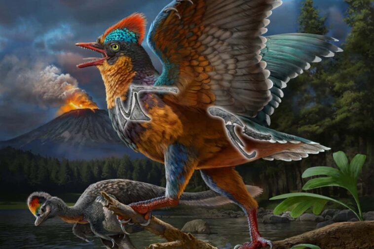 Le dinosaure à plumes de la taille d'une caille peut être le premier oiseau connu