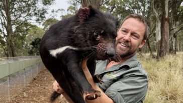 Le plan audacieux de ramener les diables de Tasmanie à travers le continent en Australie