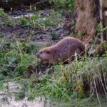 A Eurasian beaver that was reintroduced in Devon, UK