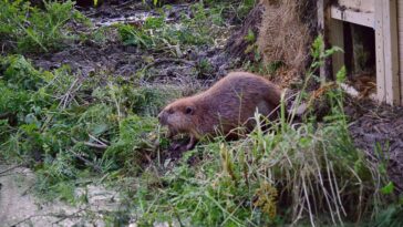 A Eurasian beaver that was reintroduced in Devon, UK