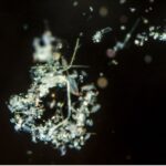 Les bactéries sur les particules marines jouent un rôle clé dans le cycle de l'azote océanique