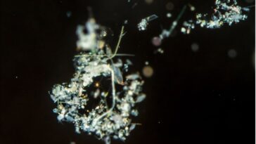 Les bactéries sur les particules marines jouent un rôle clé dans le cycle de l'azote océanique