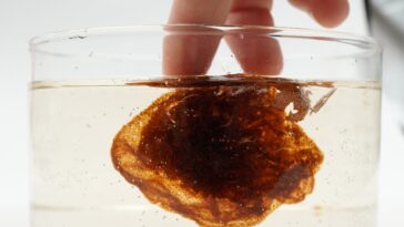 Les chercheurs créent un nouveau matériau à partir de noix d'arbres avec de larges applications médicales