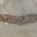 Les fossiles surprenants suggèrent que les premiers animaux ont survécu à l'extérieur de l'eau