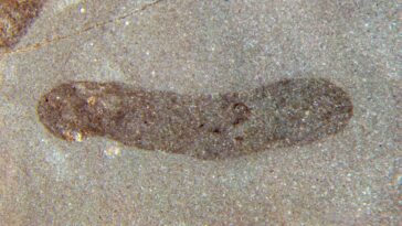 Les fossiles surprenants suggèrent que les premiers animaux ont survécu à l'extérieur de l'eau