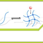 Les ingénieurs créent une nouvelle colle qui imite les moules et le mucus pour éviter l'accumulation bactérienne Les ingénieurs créent une nouvelle colle qui imite les moules et le mucus pour éviter l'accumulation bactérienne