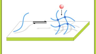 Les ingénieurs créent une nouvelle colle qui imite les moules et le mucus pour éviter l'accumulation bactérienne