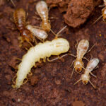 Une larve de soufflage entourée de plus petits termites dans le sol.