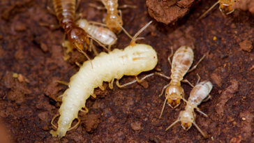 Une larve de soufflage entourée de plus petits termites dans le sol.