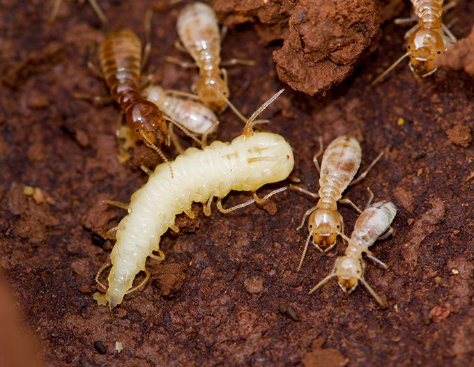Une larve de soufflage entourée de plus petits termites dans le sol.