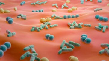 Les microbes `` sexome '' échangés pendant les relations sexuelles pourraient aider les enquêtes médico-légales