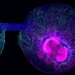 Human embryonic stem cell-derived brain organoids grown on an organ-on-chip system