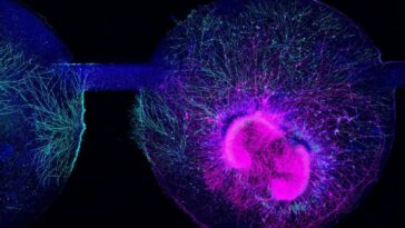 Human embryonic stem cell-derived brain organoids grown on an organ-on-chip system