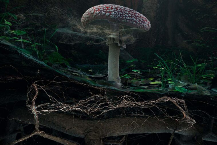 Fly Agaric (detail) ? Marshmallow Laser Feast