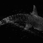 Les requins baleines migrés font des arrêts aux stands aux plates-formes pétrolières et gaziers Une vue aérienne d'un requin baleine massif et moucheté