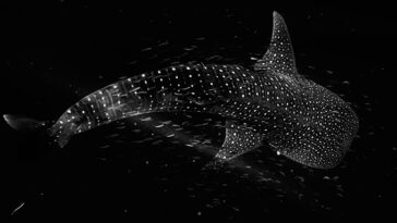 Une vue aérienne d'un requin baleine massif et moucheté