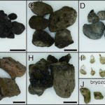 Les scientifiques suivent l'évolution des radeaux de la pierre ponce après 2021 Eruption sous-marine au Japon Les scientifiques suivent l'évolution des radeaux de la pierre ponce après 2021 Eruption sous-marine au Japon