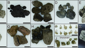 Les scientifiques suivent l'évolution des radeaux de la pierre ponce après 2021 Eruption sous-marine au Japon