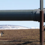 US Bureau of Land Management, modified, https://flickr.com/photos/blmalaska/50836683422/in/photolist-2ksghRL-6Q16Df-MPDmxc-4scuyw-4X32tY-4X32ph-7K7uSZ-7K7v4k-7KbqPq-7K7vfD-5KHXsw-2mff8DU-2krY758-Mef7wB-8brjLa-6zP6r2-Mz47rs-6z7TLY-7K7vnk-2gwC97c-2gwC8Zt-7KbqDU-28VZKM-amBxuV-8pnX2o-LkaztU-amBxsv-2oUMned-2ksc9LX-qrAsY5-qcj273-qtGJMa-qcsypB-qrAuFU-qcszc8-pe4yeB-rJ5US9-oWyH2q-fhW3Mq-fhW3i9-fhFLmD-6hmrrn-fhFKSg-Mk2C8R-d5wpcL-2oQJjKh-8sw2M2-ejRqm8-2ksb5e7-dbXZyG