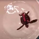 Les tortues dansantes nous aident à comprendre comment ils naviguent dans le monde entier