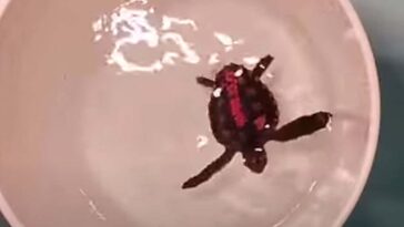 Les tortues dansantes nous aident à comprendre comment ils naviguent dans le monde entier