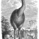 Ce dessin en noir et blanc montre un grand oiseau sans vol de la Nouvelle-Zélande, désormais éteint, appelé un MOA dominant de plus petits oiseaux et de la végétation voisine.