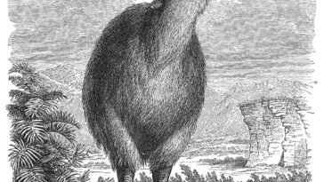 Ce dessin en noir et blanc montre un grand oiseau sans vol de la Nouvelle-Zélande, désormais éteint, appelé un MOA dominant de plus petits oiseaux et de la végétation voisine.