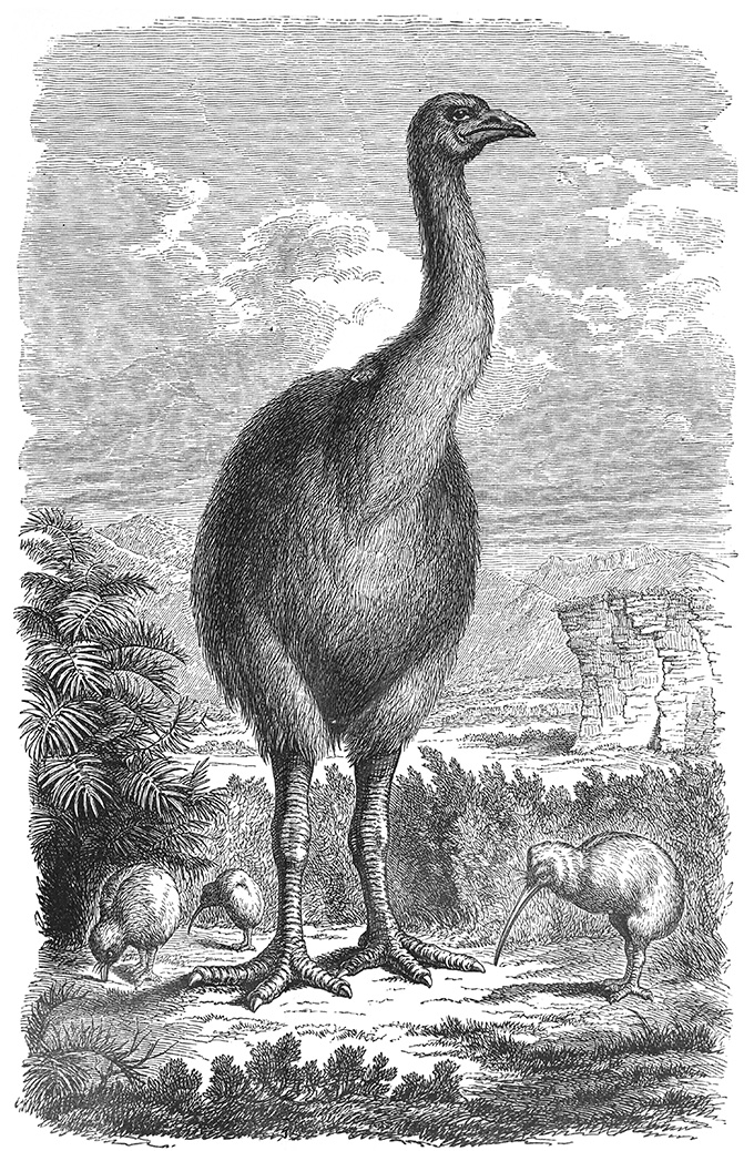 Moa éteint a mangé des champignons de trufflelike violets, des excréments d'oiseaux fossiles révèlent Ce dessin en noir et blanc montre un grand oiseau sans vol de la Nouvelle-Zélande, désormais éteint, appelé un MOA dominant de plus petits oiseaux et de la végétation voisine.