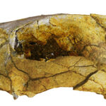 Un rendu 3D d'un crâne Hyaenodont