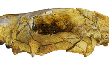 Un rendu 3D d'un crâne Hyaenodont