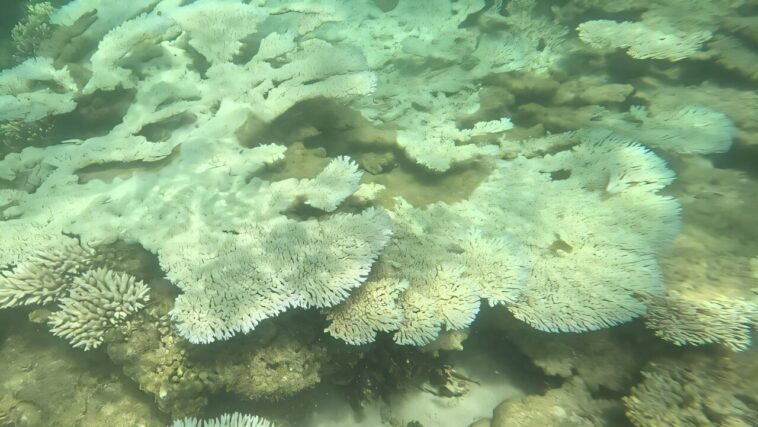 Une force puissante empêche l'océan Indien de se refroidir - dénoncer plus de danger pour Ningaloo Une force puissante empêche l'océan Indien de se refroidir - dénoncer plus de danger pour Ningaloo