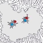 Une protéine contradictoire accepte facilement les électrons malgré une charge fortement négative Une protéine contradictoire accepte facilement les électrons malgré une charge fortement négative