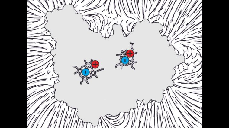 Une protéine contradictoire accepte facilement les électrons malgré une charge fortement négative