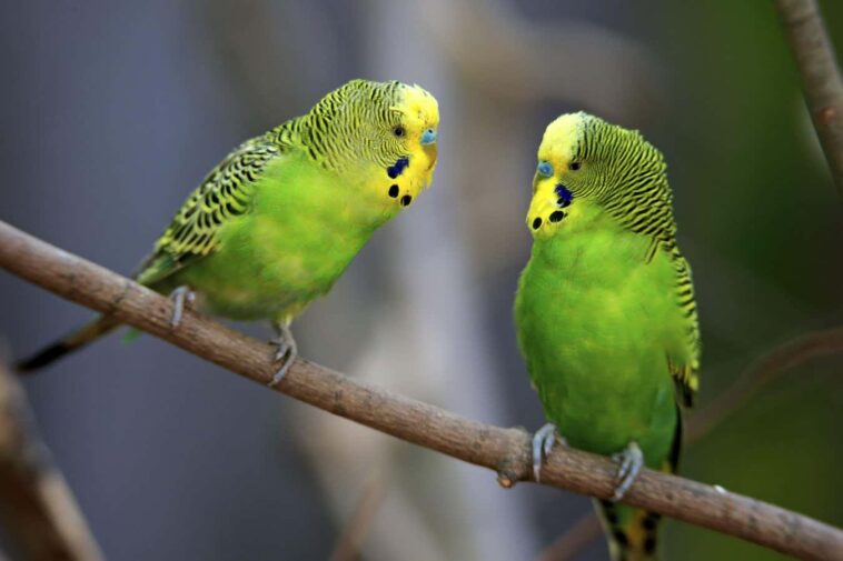 Budgie Brains a une carte des sons vocaux comme les humains