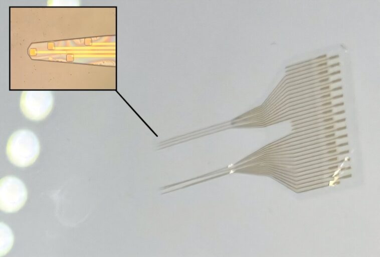Chance Discovery Améliore la stabilité des matériaux bioélectroniques utilisés dans les implants médicaux, l'informatique et les biocapteurs