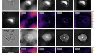 De handicap à l'actif: l'approche de l'IA exploite le phénomène optique pour produire de meilleures images de microscopie