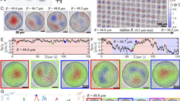De l'ordre au chaos: comprendre les principes du mouvement collectif dans les bactéries