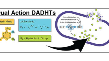 Des décennies de quête mènent à de nouveaux composés antibiotiques