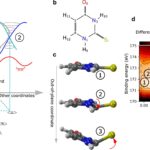Instantané des rayons X: comment la lumière plie une substance active