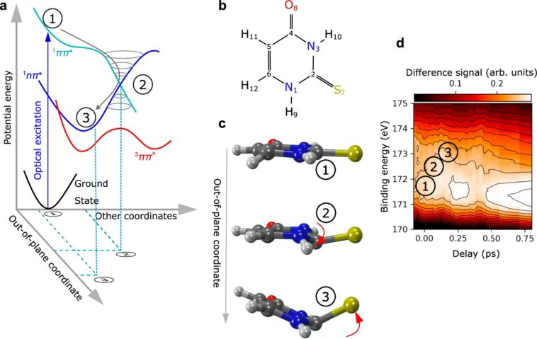 Instantané des rayons X: comment la lumière plie une substance active