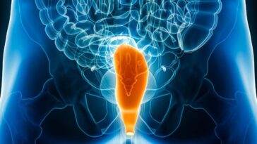 L'anus peut avoir évolué à partir d'un trou à l'origine utilisé pour libérer le sperme