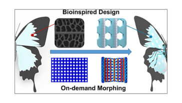 L'impression 4D d'inspiration papillon des hydrogels intelligents permet une déformation micro-nano précise